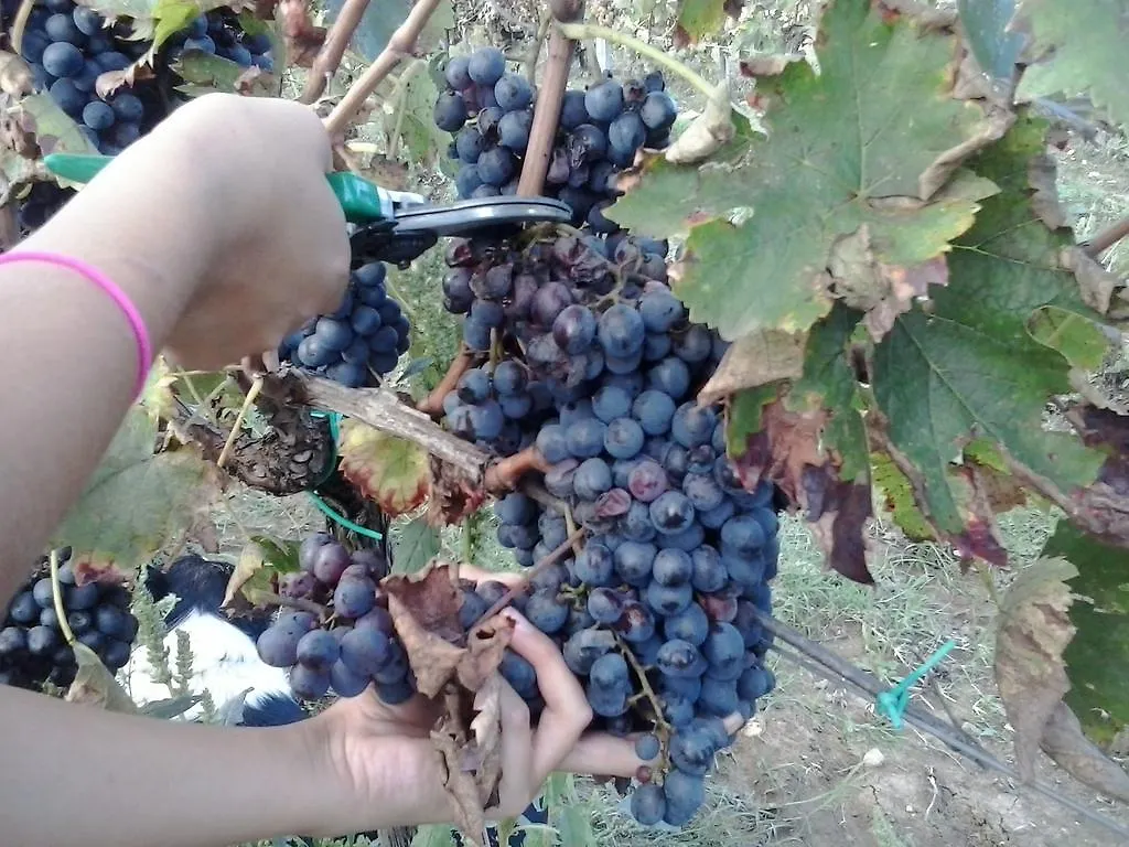Agroturismo Agriturismo La Valle Degli Ulivi Semproniano Italia