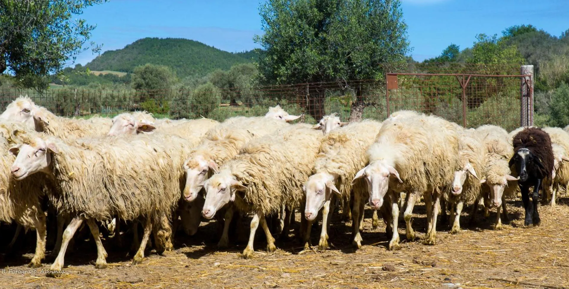Agroturismo Agriturismo La Valle Degli Ulivi Semproniano
